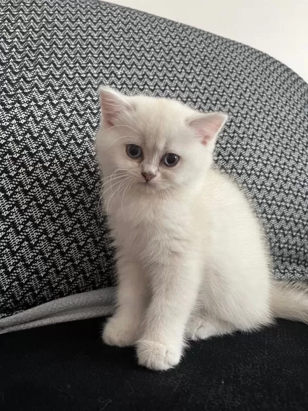 2 Aylık Dişi British Longhair