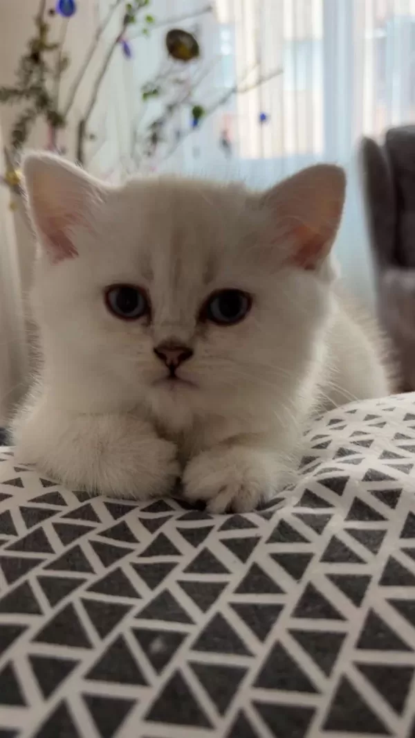 2 Aylık Dişi British Longhair