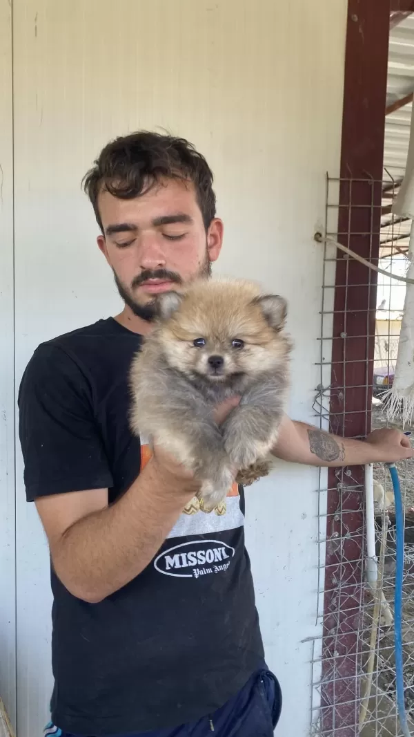 Üst Kalite Pomeranian Boo Yavrular