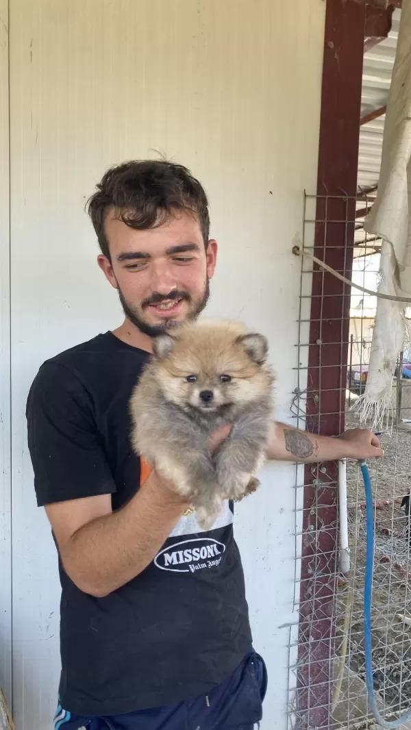 Üst Kalite Pomeranian Boo Yavrular
