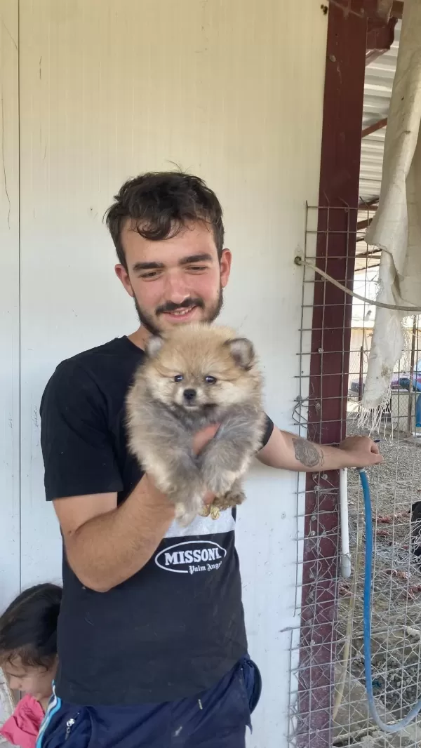 Üst Kalite Pomeranian Boo Yavrular