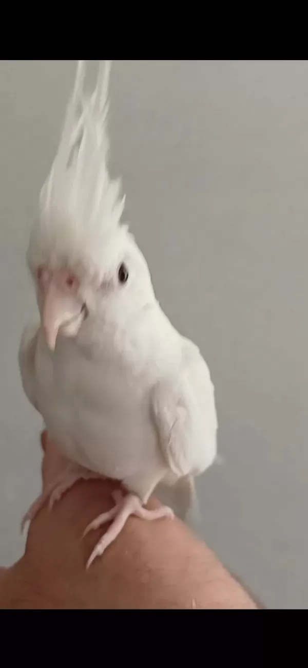 Evcil Oyun Hamuru Sultan Papagani
