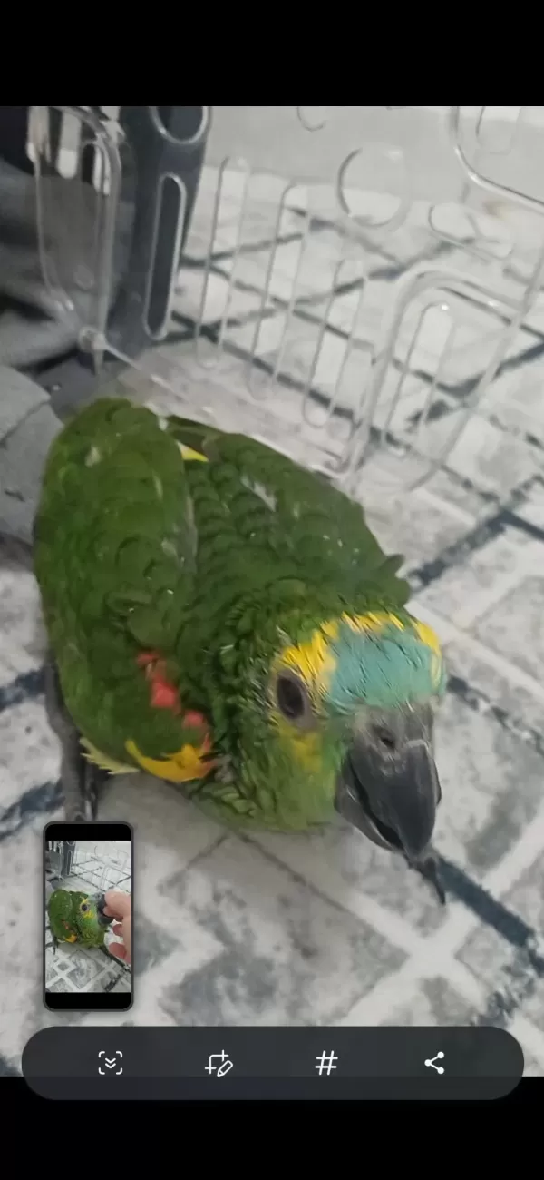 Full Evcil Bebek Amazon Papağanı Blue Frond
