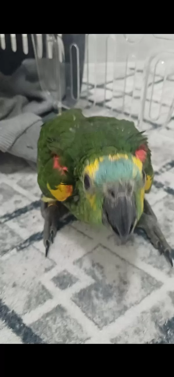 Full Evcil Bebek Amazon Papağanı Blue Frond