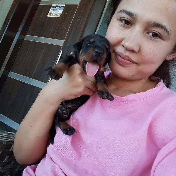 Şecereli Doberman Yavrularımız