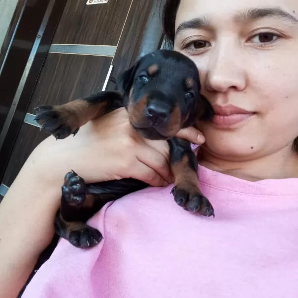 Şecereli Doberman Yavrularımız