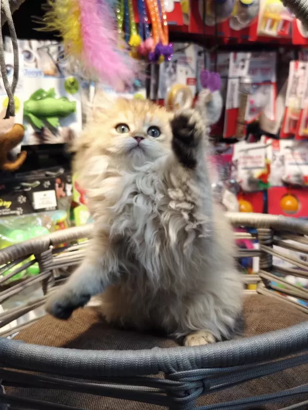 British Longhair Ny25 Anne Baba Safkan Yavrumuz Dişi