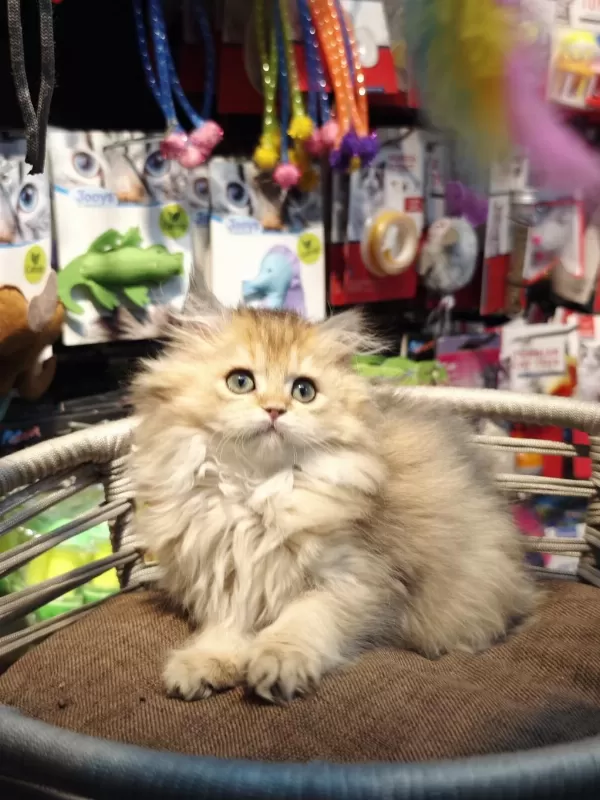 British Longhair Ny25 Anne Baba Safkan Yavrumuz Dişi