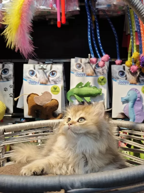 British Longhair Ny25 Anne Baba Safkan Yavrumuz Dişi