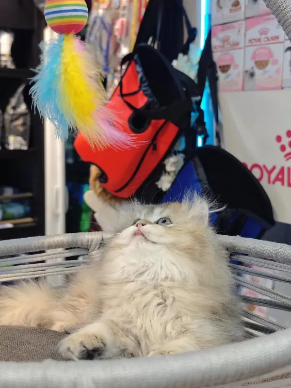 British Longhair Ny25 Anne Baba Safkan Yavrumuz Dişi