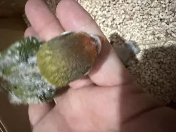 El Besleme Cennet Papağanı Yavruları