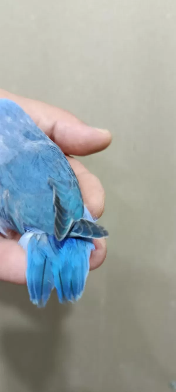 Erkek Mavi Forpus Cep Papağanı