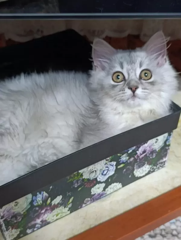 British Longhair Silver Mükemmel Gene Sahipler