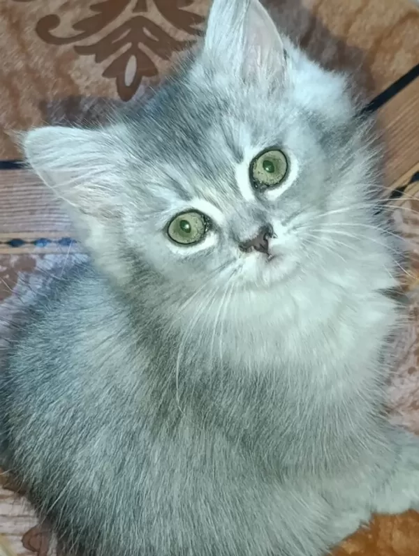 British Longhair Silver Mükemmel Gene Sahipler