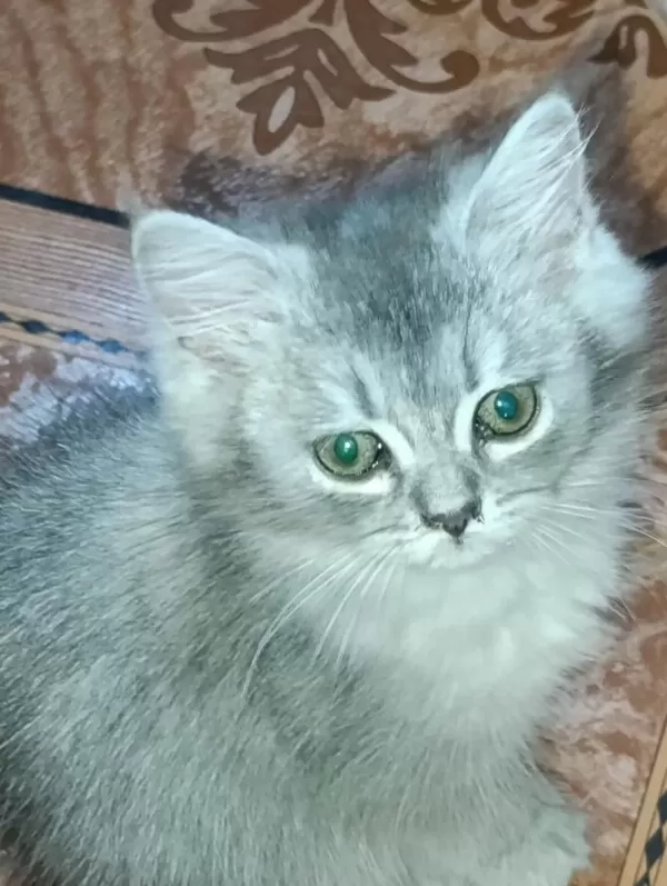 British Longhair Silver Mükemmel Gene Sahipler