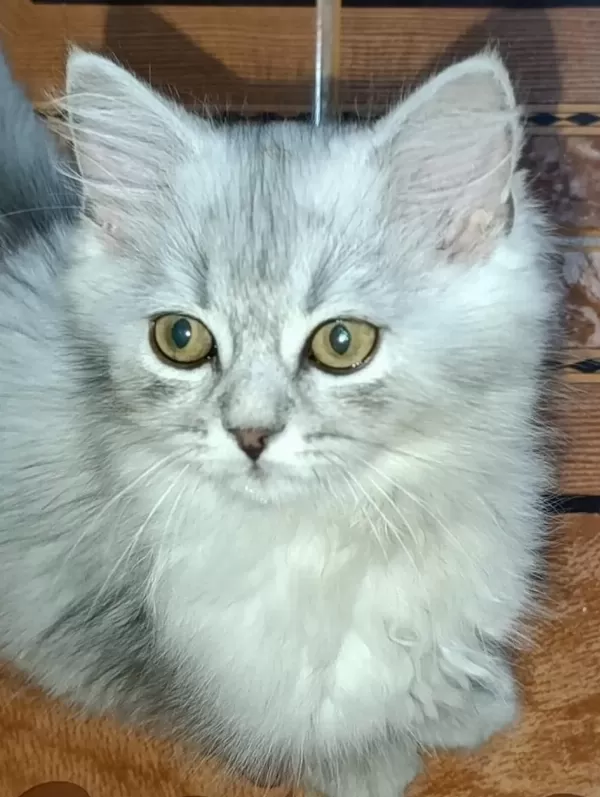 British Longhair Silver Mükemmel Gene Sahipler