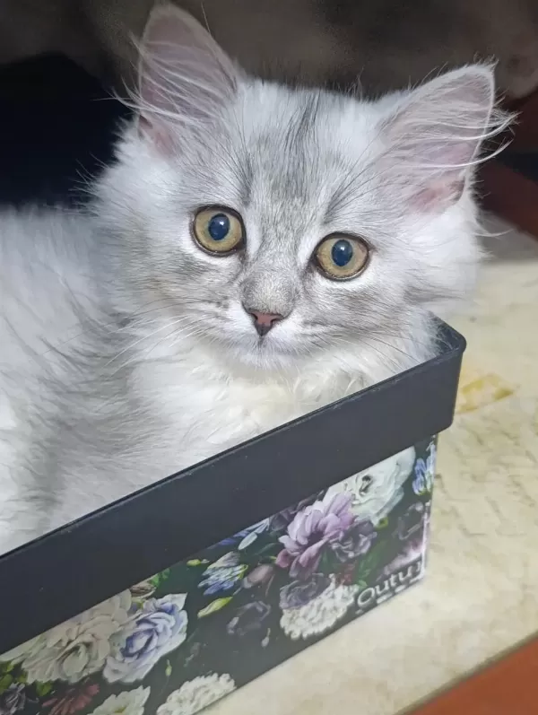 British Longhair Silver Mükemmel Gene Sahipler