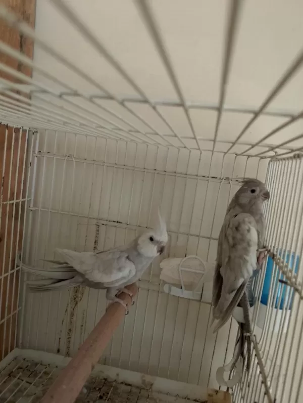 Yavru Garanti Li Sultan Papağani Çiftler