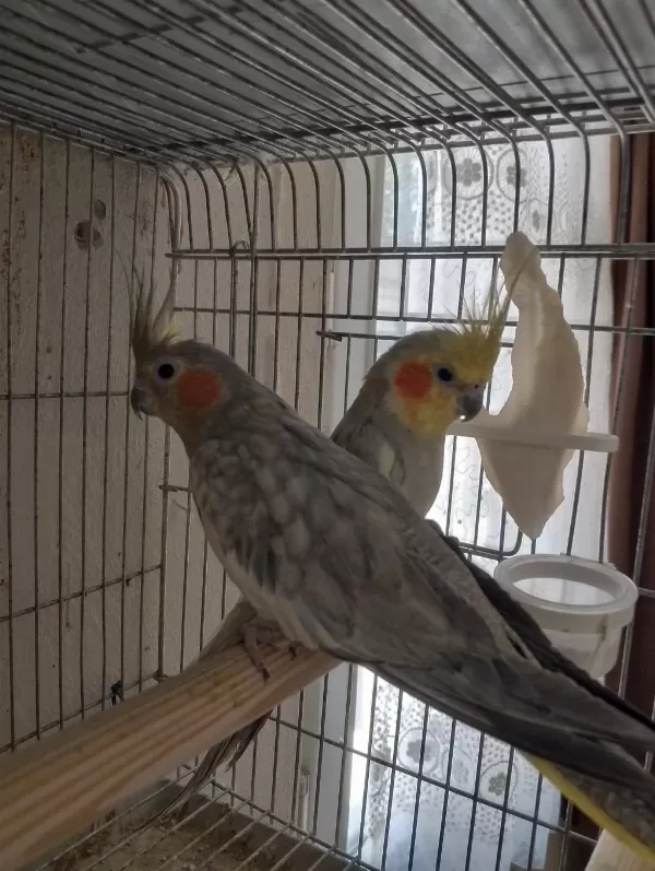 Yavru Garanti Li Sultan Papağani Çiftler