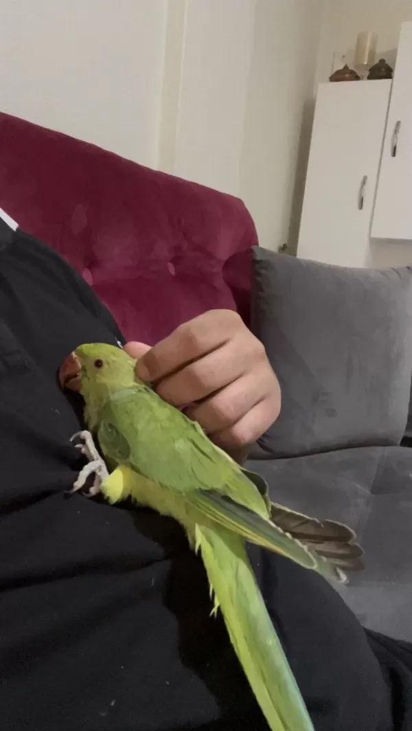 2 Aylik Bebek Pakistan Evcil