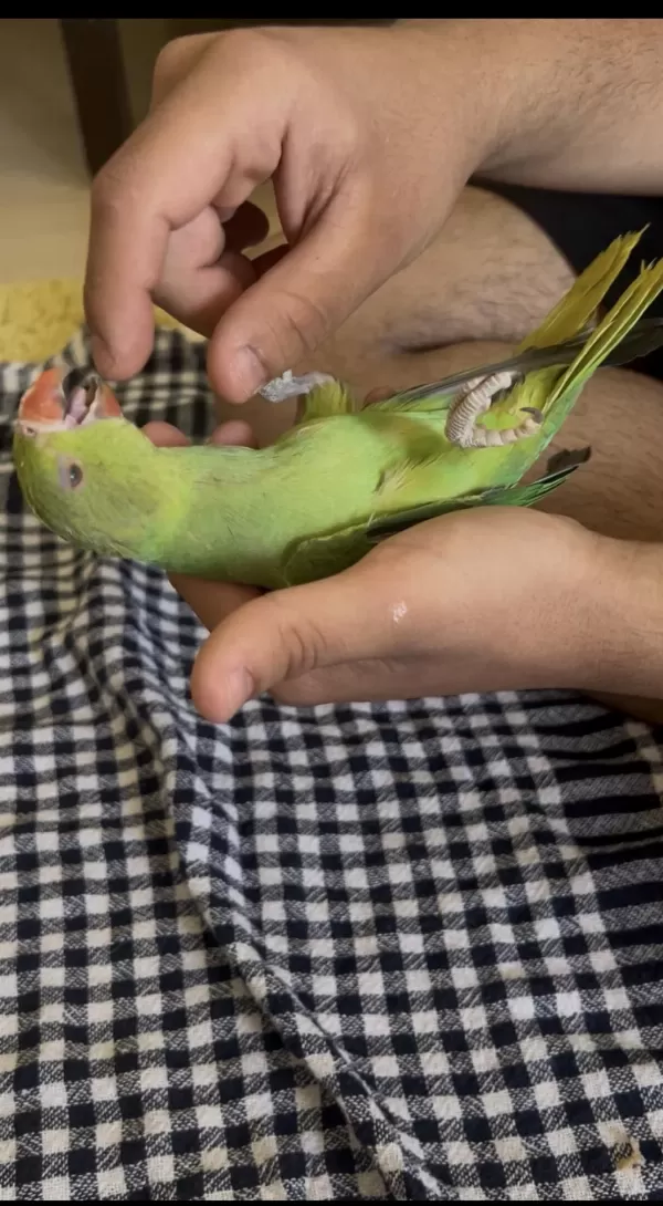 2 Aylik Bebek Pakistan Evcil