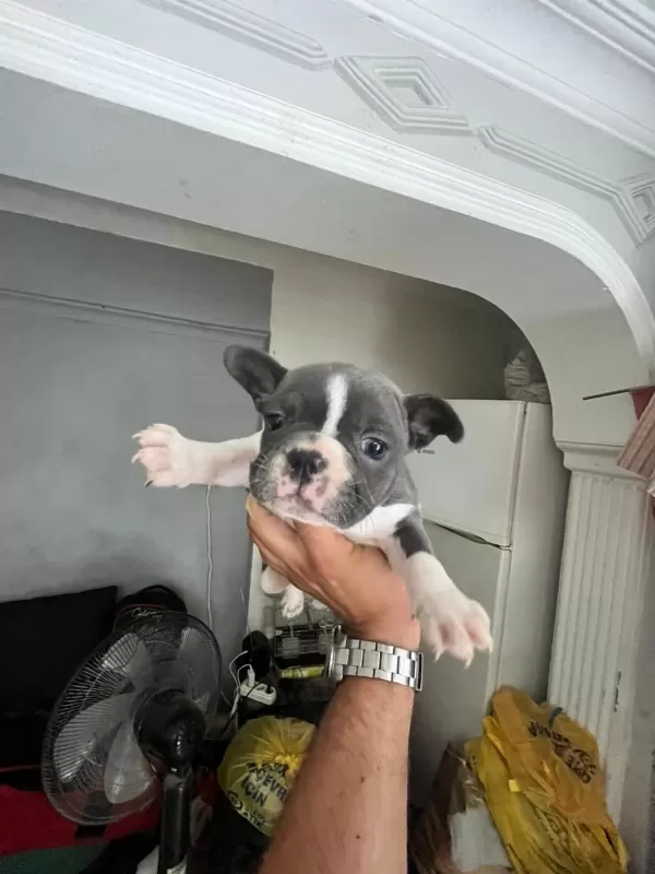 Nadir Renk French Bulldog Yavrularımız