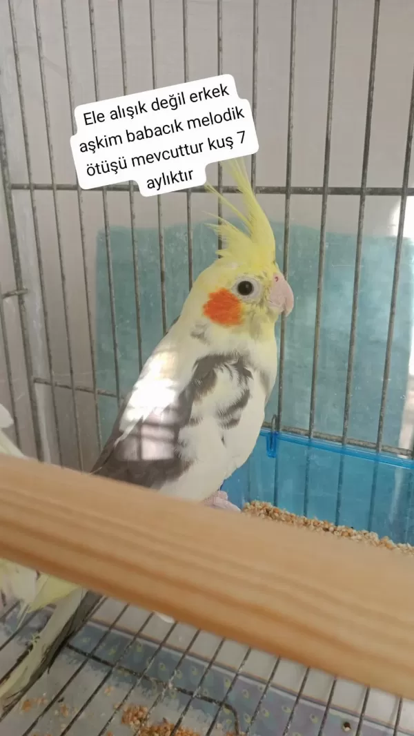 Yavru Sultan Papağanı Ev Üretimi