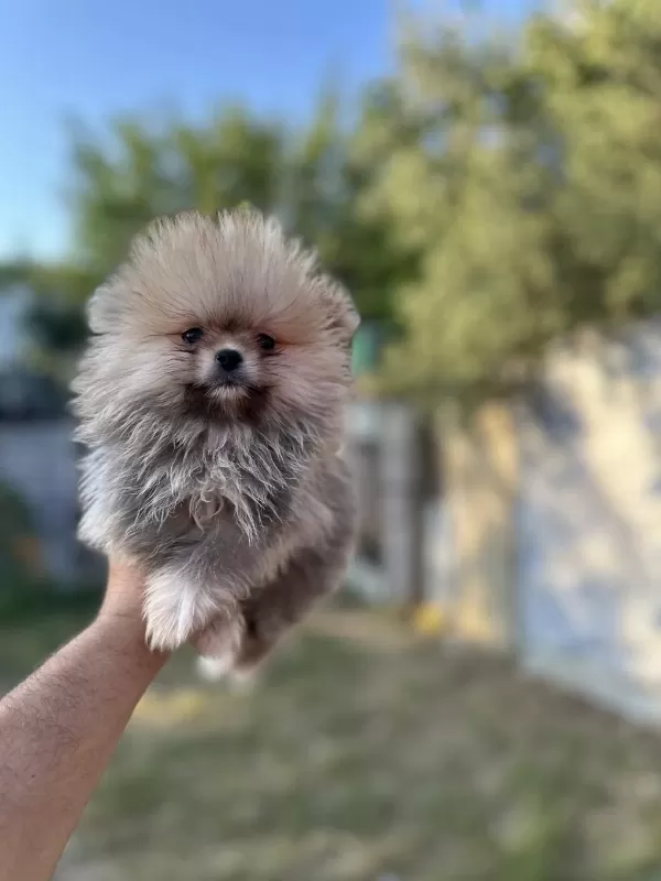 Tea Cup Pomeranian Boo Yavrularımız