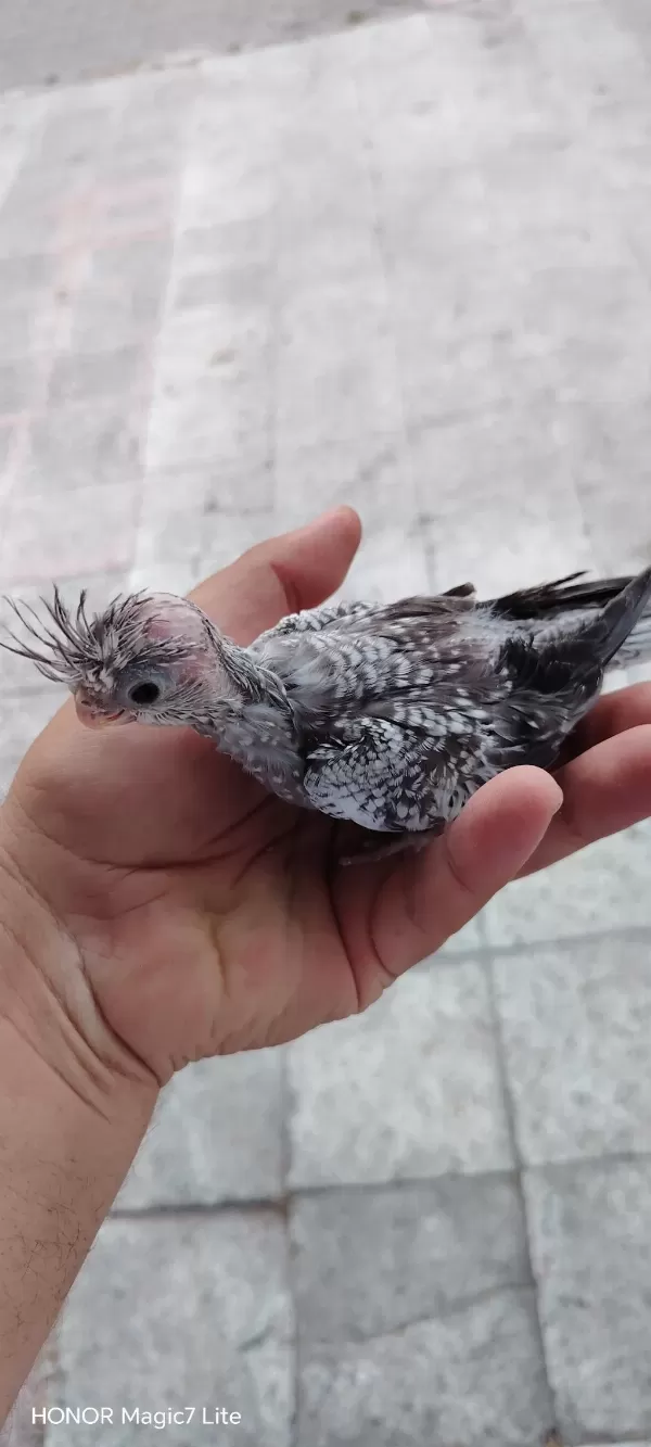 El Besleme Sultan Papağanı