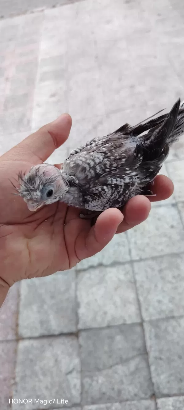 El Besleme Sultan Papağanı