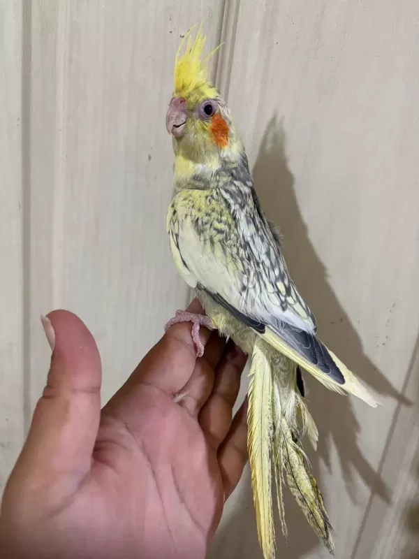62 Günlük Kusursuz Sultan Papağanı Bebek