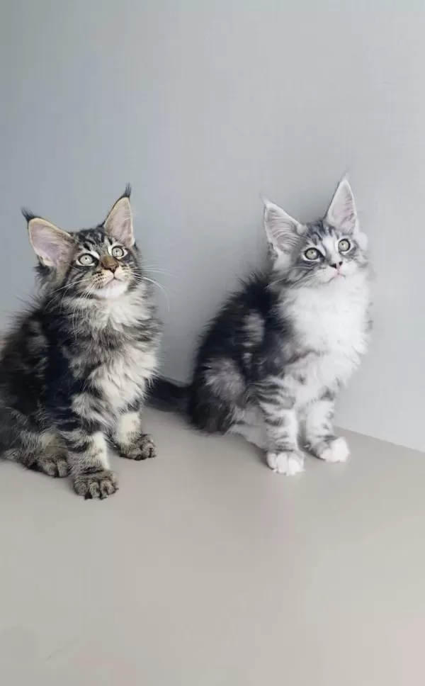 Özel Sevenlere Özel Xxl Maine Coon Bebeklerim