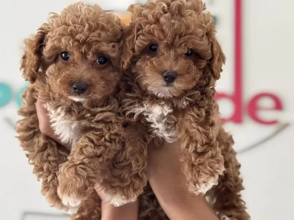 Petmode Köpek Çiftliğinde Ziyarete Açık Maltipoo