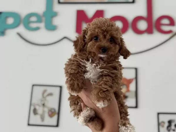 Petmode Köpek Çiftliğinde Ziyarete Açık Maltipoo