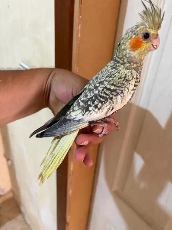 64 Günlük Uysal Sultan Papağani Bebek