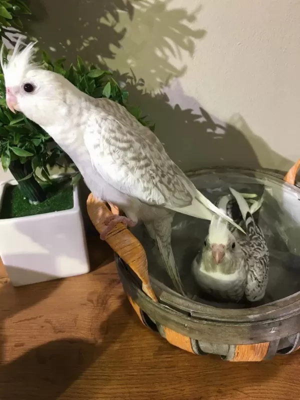 2 Erkek Yavru Bebek A Kalite Konuşma Garantili Evcil Sultan