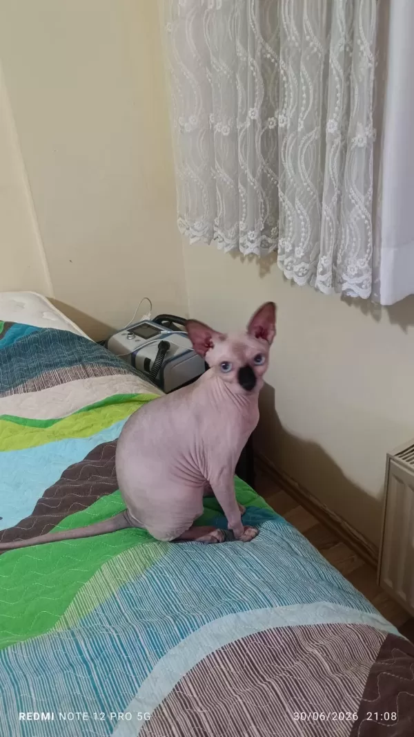 Kedimizi Ankarada İyi Bakabilcek Birine Vermek İstiyoruz