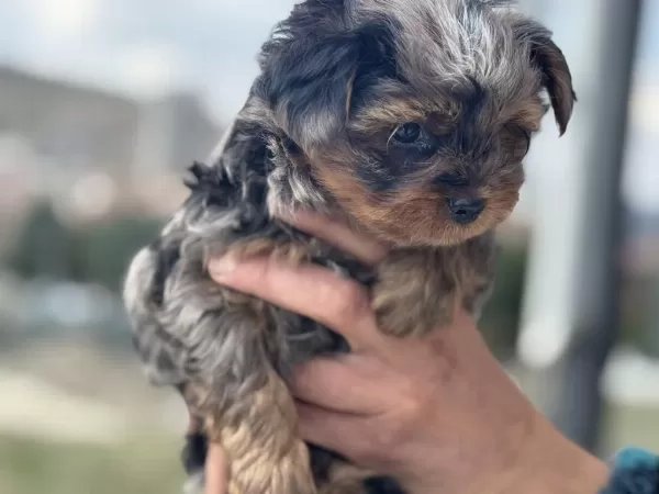 Petmode Köpek Çiftliğinde Ziyarete Açık Morkie