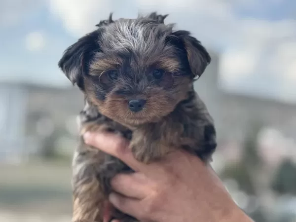 Petmode Köpek Çiftliğinde Ziyarete Açık Morkie