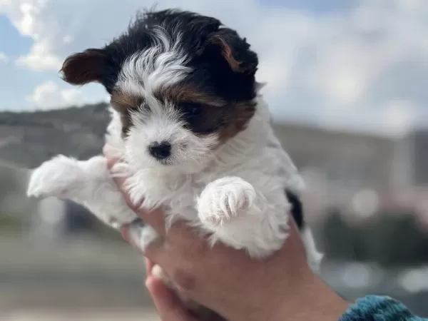 Petmode Köpek Çiftliğinde Ziyarete Açık Morkie