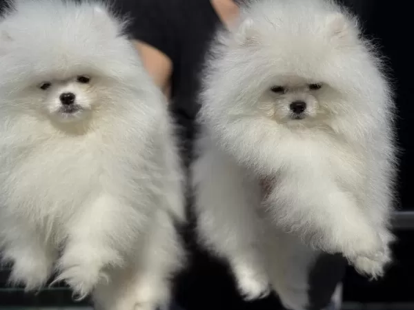 Petmode Köpek Çiftliğinden Pomeranian Yavrular
