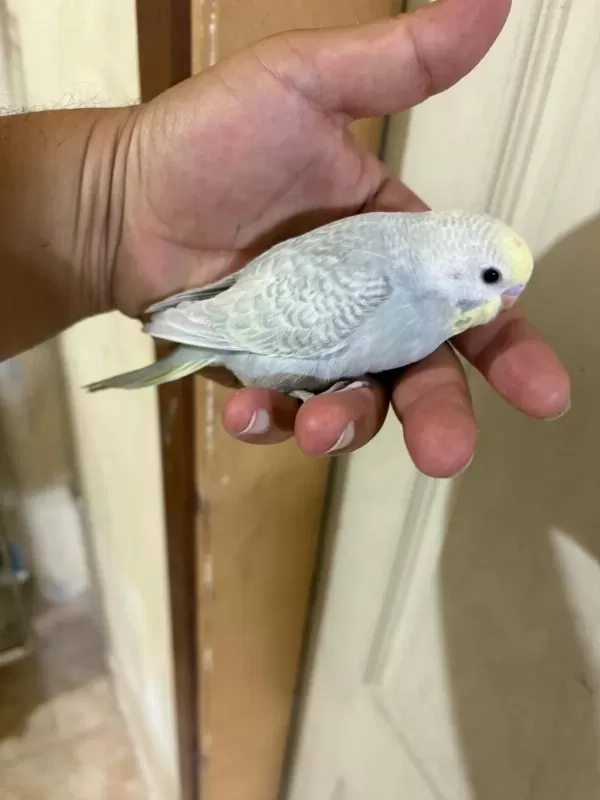 29 Günlük Konuşturmalik Bebek Muhabbet Kuşu