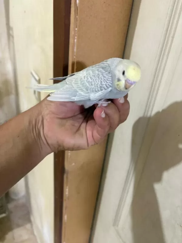 29 Günlük Konuşturmalik Bebek Muhabbet Kuşu