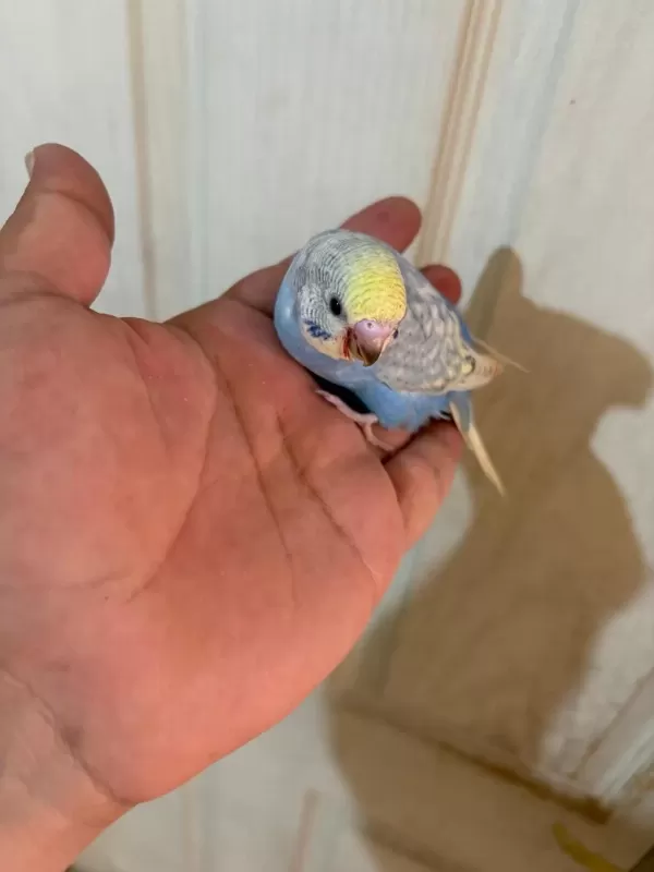 Son Bir Haftada Yeme Düşen Çekoslovak Bebek Kuşlar