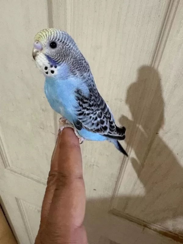 Son Bir Haftada Yeme Düşen Çekoslovak Bebek Kuşlar