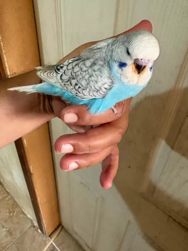 25, 26 Ve 27 Günlük Kusursuz 3 Erkek Jumbo Bebek Muhabbet