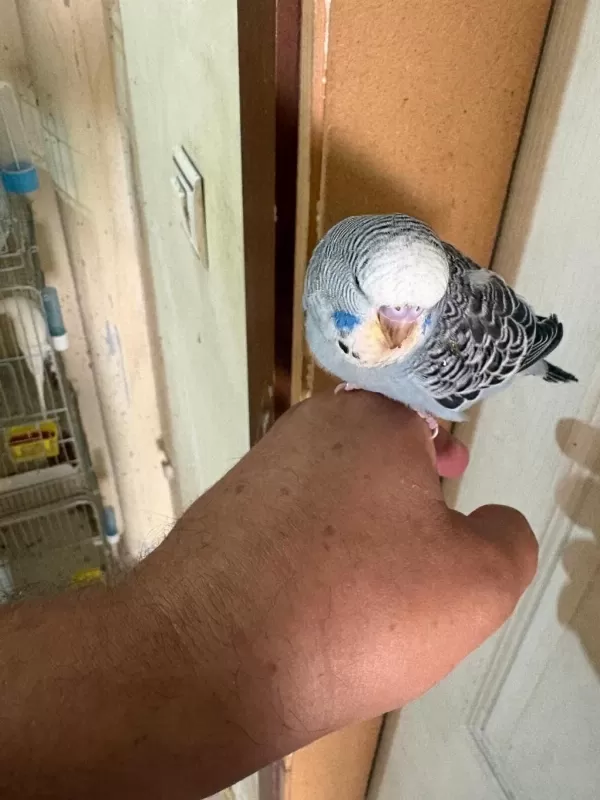 25, 26 Ve 27 Günlük Kusursuz 3 Erkek Jumbo Bebek Muhabbet