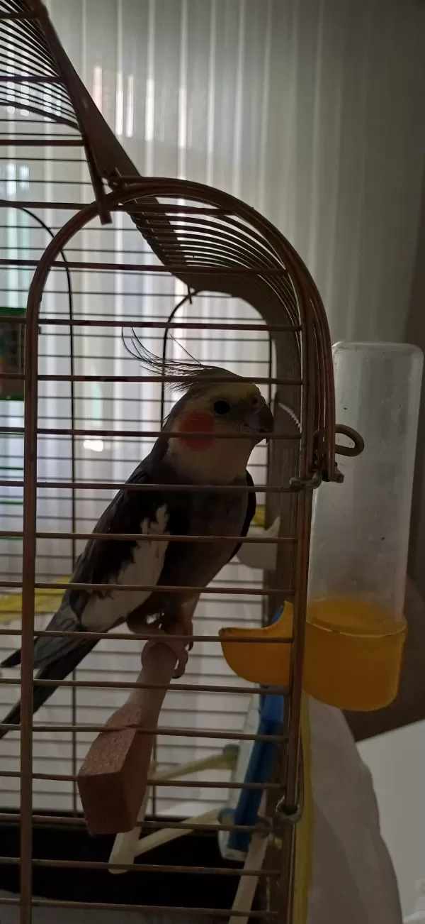 Sultan Papağanı Erkek 2 Yaşında Konuşuyor