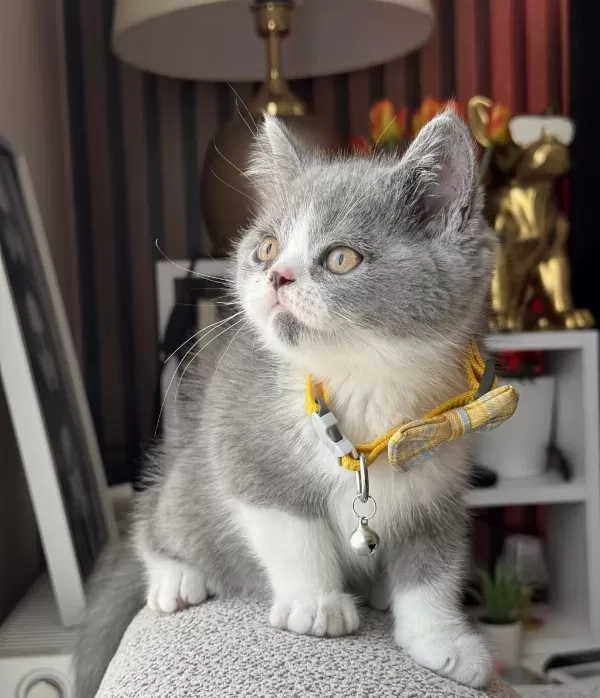 British Shorthair Bicolor
