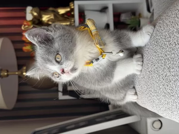 British Shorthair Bicolor